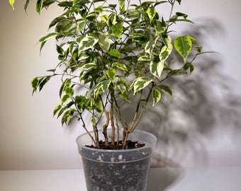 Clear Plastic Nursery Pot | 7”, 8”, 9”, 10” | Orchid Pot with Drainage | Repotting Pot for Indoor Plants