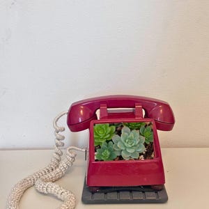 Puede incluir: Un teléfono magenta vintage reutilizado como jardinera, con varias suculentas verdes. El cable del teléfono es una espiral gruesa de color crema. La jardinera se asienta sobre una base gris oscuro, una pieza decorativa única.