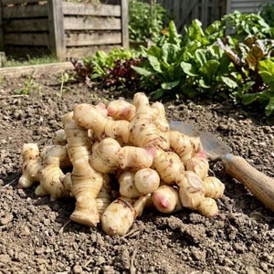 May include: A set of three ceramic mugs with a speckled, matte finish. The mugs are in shades of cream, light gray, and dark gray. Each mug has a simple, modern design, perfect for coffee or tea.