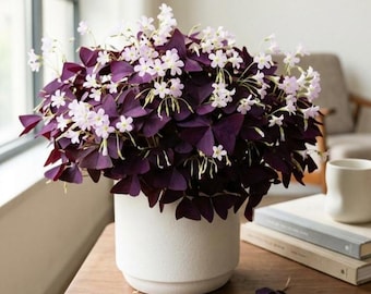 Oxalis Triangularis Bulbs 30 Count | Easy Grow Purple Leaf Houseplant