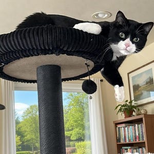 May include: A black and white cat lounging on a black cat tree. The cat tree has a round, plush top and a textured, cylindrical support. The cat has white paws and a pink nose. A window and a bookshelf are in the background.