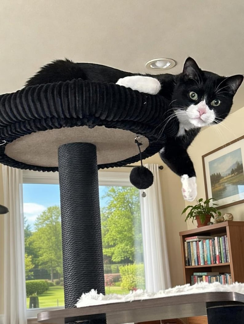 May include: A black and white cat lounging on a black cat tree. The cat tree has a round, plush top and a textured, cylindrical support. The cat has white paws and a pink nose. A window and a bookshelf are in the background.