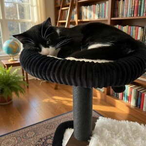 May include: A black and white cat resting on a black cat tree with a round, plush top. The cat tree has a dark gray post and a brown base. A bookshelf filled with books is in the background.