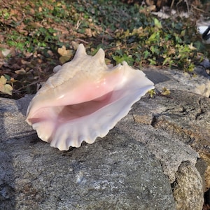 Op de afbeelding: Een grote, lichtgekleurde schelp met een roze binnenkant ligt op een grijze rots. De buitenkant van de schelp heeft een textuur, en de opening onthult een zachte roze tint. Het is een natuurlijk decoratief item.