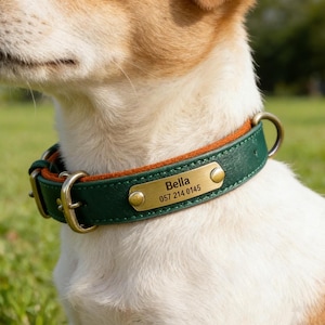 Puede incluir: Un collar de perro de cuero verde y marrón con una hebilla y una placa con el nombre doradas. La placa con el nombre dice "Bella" y un número de teléfono. El collar está en un perro con pelaje blanco y marrón.