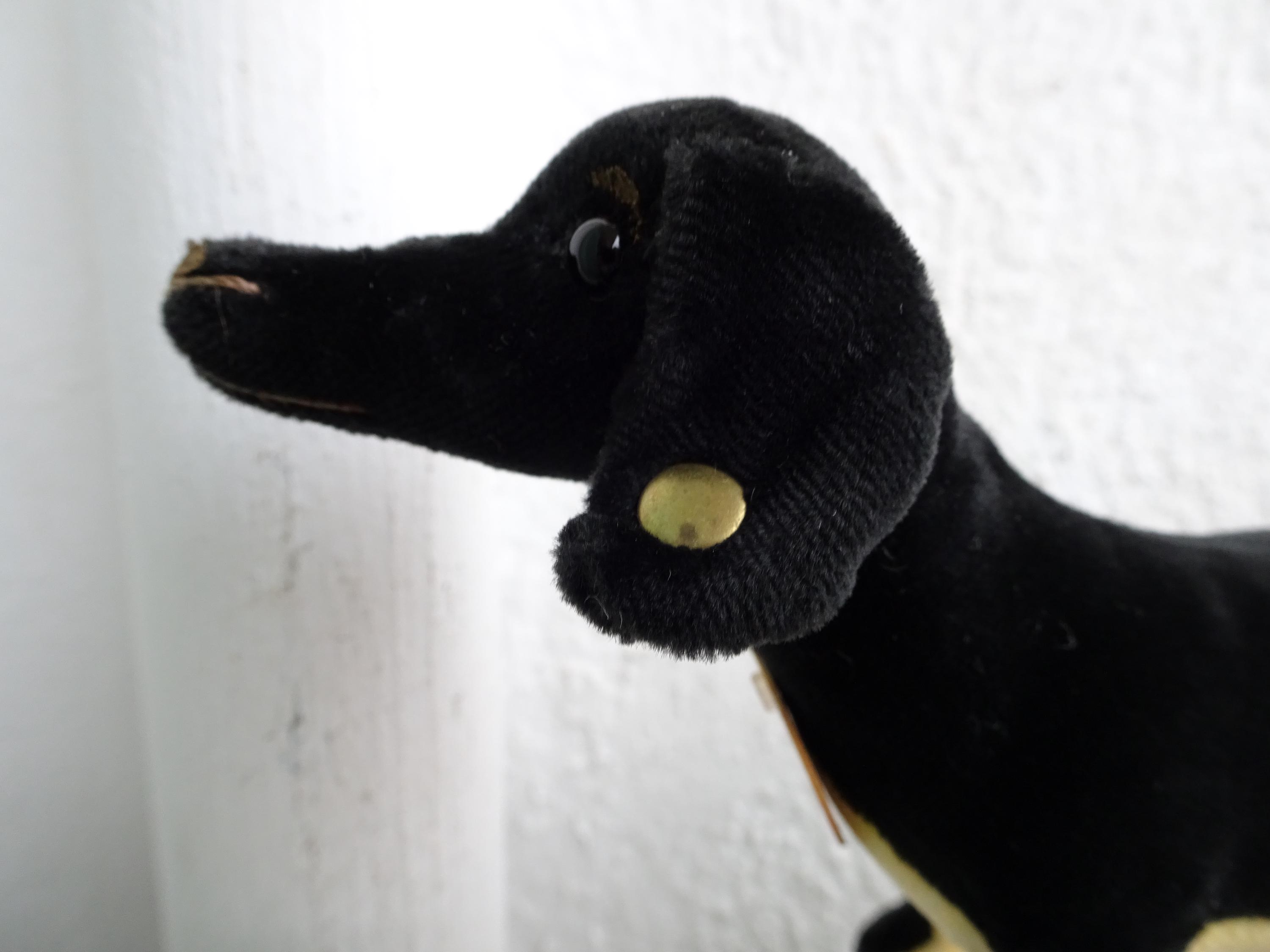 Rare Steiff,uberdax,velvet Daschund Dog,1904 Replica,blank Button