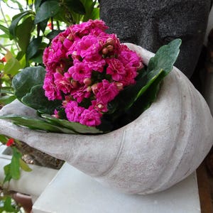 Pode incluir: Uma vibrante planta florida rosa em um vaso decorativo em forma de concha esbranquiçada. O vaso tem uma superfície texturizada e é preenchido com folhas verdes e as flores rosa brilhantes. O fundo inclui vegetação e outros elementos decorativos.