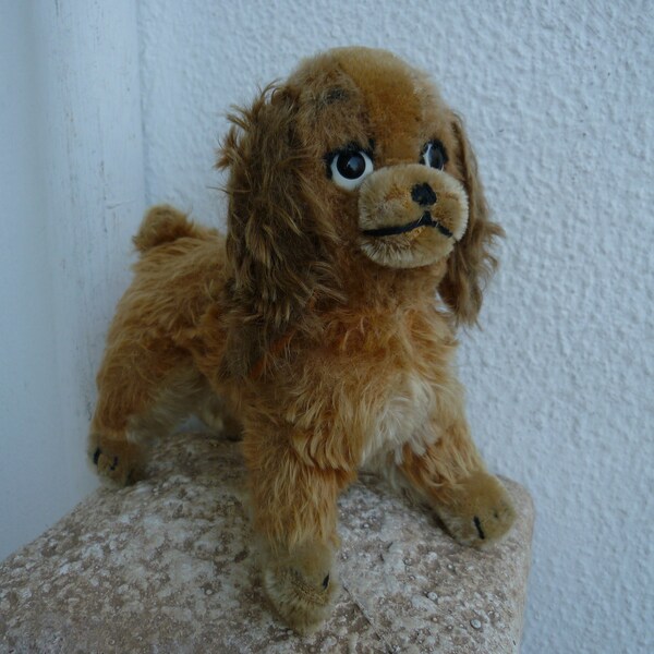 Cavalier King Charles Spaniel Tricolor Banque d'image et photos - Alamy