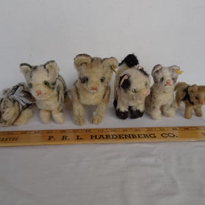 6,vintage Steiff,mohair Cats,Kitty,Gussy,Susi,Floppy,2 Tabby,with ear buttons.