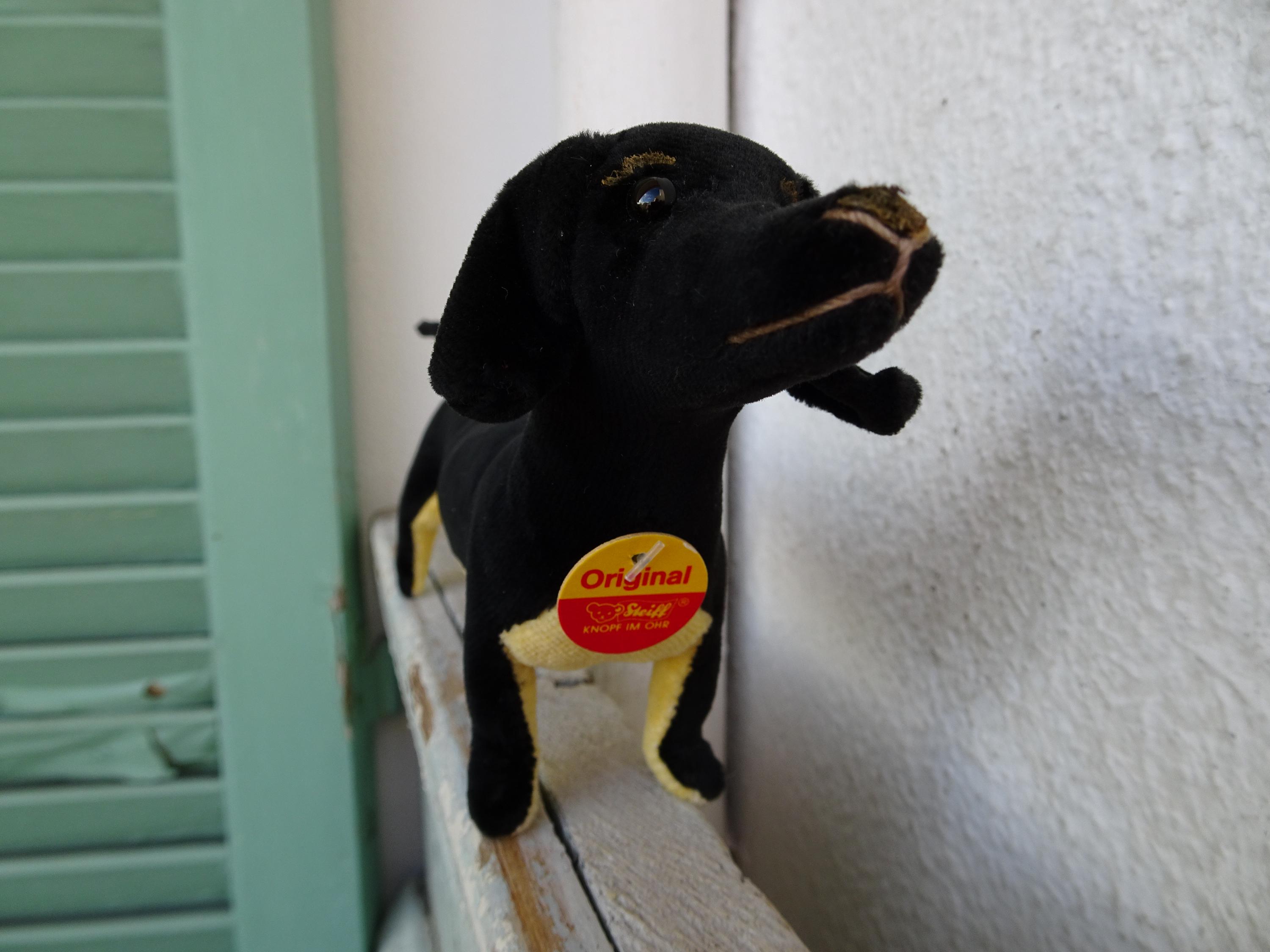 Steiff,uberdax,velvet Daschund Dog,1904 Replica,blank Button,chest