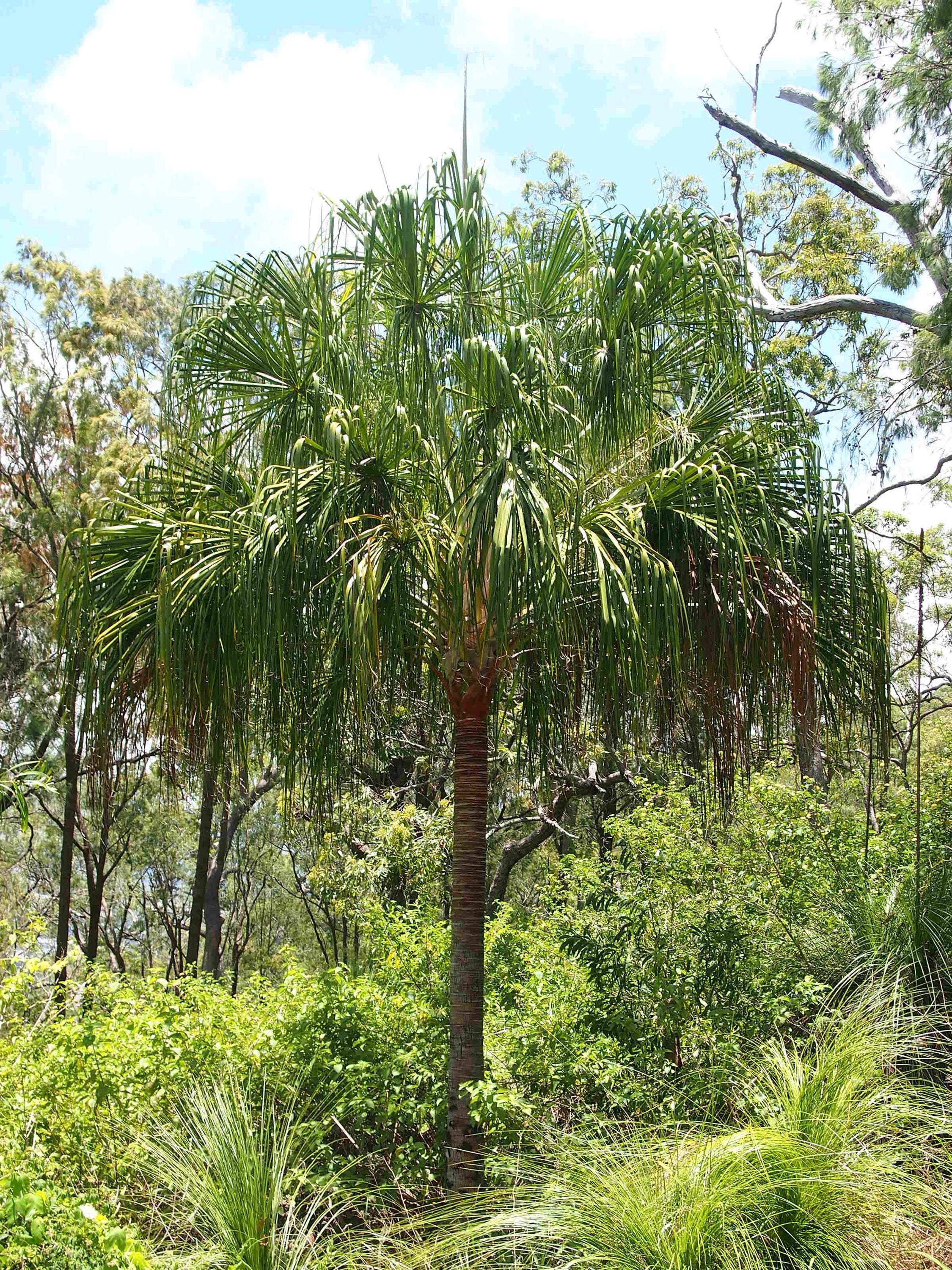 Gardeners Dream Livistona Palma Tropicale Per Interni – Altezza 30-40 Cm In Vaso 12 Cm