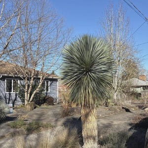 Yucca rostrata - Etsy 日本