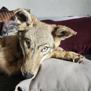 May include: A taxidermied coyote head with tan and brown fur rests on a gray pillow. The coyote's eyes are open, and its paws are visible. The background includes a dark gray couch and burgundy pillows.