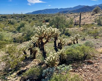 Desert Daydreams Photo Bundle