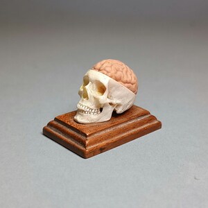 Könnte beinhalten: Ein weißer anatomischer Schädel mit einem rosafarbenen Gehirn im Inneren, auf einem kleinen Holzsockel ausgestellt.