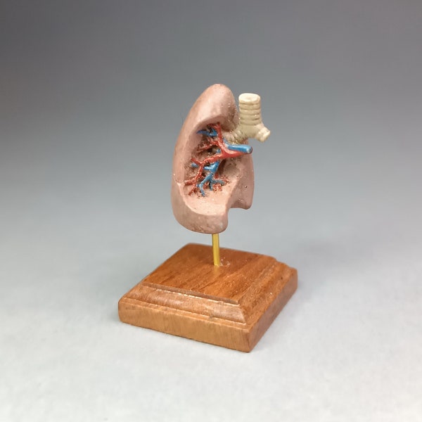 HUMAN Respiratory system  v2 . Antique anatomical model reproduction. Medical study miniature for dollhouses 1/12  scale by D. Zalvez