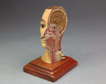 HUMAN HEAD Sagittal secction MH. Antique anatomical model. Medical study miniature for dollhouses 1:12 scale By Zalvez