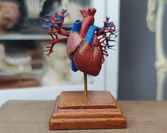 Anatomical Heart Miniature. Medical Curio for Dollhouse or Blythe  1:6 Scale Handmade by ZALVEZ