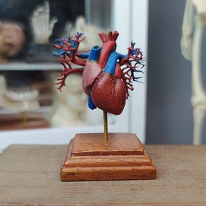 ANATOMICAl HEART  MODEL  Medical Prop miniature for Blythe 1:6  scale dolls. cabinet of curiosities  by D. Zalvez