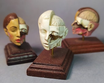 FEMALE HUMAN HEAD  facial dissection. Antique anatomical model reproduction. Medical study miniature for dollhouses 1:12 scale by D.Zalvez