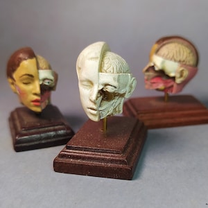FEMALE HUMAN HEAD  facial dissection. Antique anatomical model reproduction. Medical study miniature for dollhouses 1:12 scale by D.Zalvez