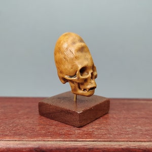 PARACAS ELONGATED SKULL miniature. Cranial deformation from Peru for dollhouses  1/12 scale by D. Zalvez. wunderkammer oddties