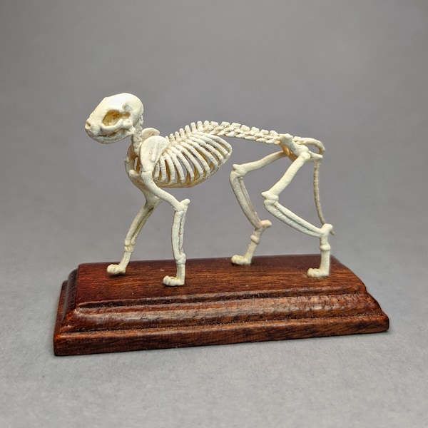 Squelette de chat miniature. Spécimen d'histoire naturelle de taxidermie. Bizarreries wunderkammer pour maisons de poupées à l'échelle 1:12 par D. Zalvez