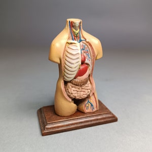 May include: A detailed anatomical model of the human torso, showing the internal organs and circulatory system. The model is made of plastic and is painted in realistic colours. It is displayed on a wooden base.