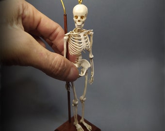 Adult SKELETON. anatomical model  miniature for dollhouses 1:12 scale by D. zalvez wunderkammer medical  oddities