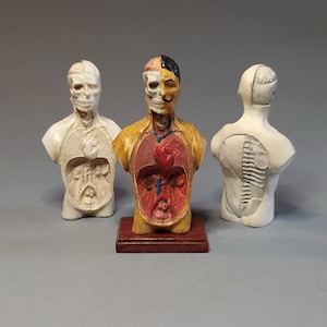 HUMAN ANATOMY MODEL. Medical study miniature for dollhouses 1/12 scale. Antique plaster anatomical model reproduction by D. Zalvez