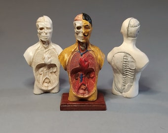 May include: Three anatomical models of the human body. The model on the left is a white anatomical model of the torso. The model in the center is a multi-colored anatomical model of the torso with visible organs. The model on the right is a white anatomical model of the spine.
