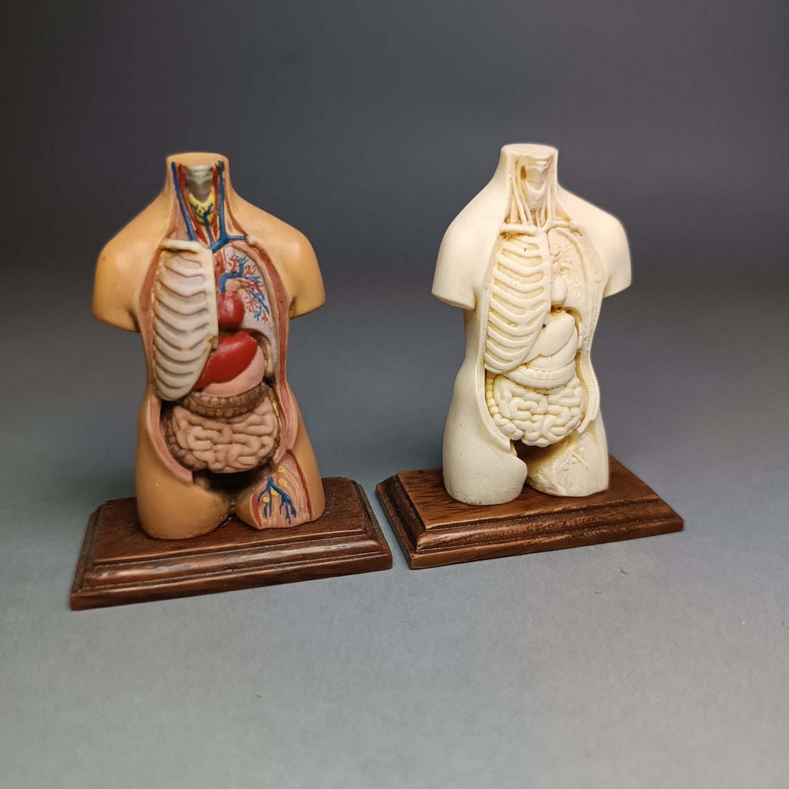 TORSO ANATOMY MODEL. Medical Study Miniature for Dollhouses 1/12 Scale ...