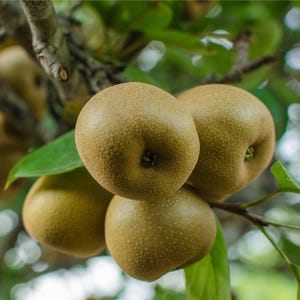 May include: A cluster of three round, golden-brown Asian pears hanging from a tree branch. The fruit features a textured, speckled skin and is surrounded by green leaves, with the stems attached to the branch in a natural outdoor setting.