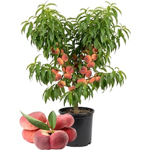 Donut Peach Live Tree 1-2 Ft Tall, 1 Gallon Pot, Saturn Flat Peach, Sweet White Flesh Fruit, Self-Pollinating Home Orchard, SlotheeTime