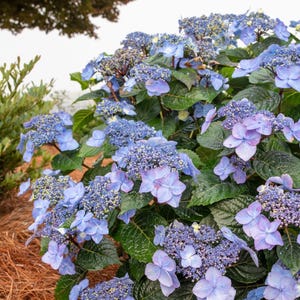 May include: A vibrant hydrangea bush featuring clusters of small, light blue and periwinkle flowers with four-petaled blooms. The plant has deep green, serrated leaves with a glossy texture, creating a dense display of floral growth.
