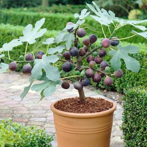 May include: A potted fig tree in a terracotta-colored container filled with wood mulch. The plant features numerous dark purple, round figs and large, lobed, light green leaves growing on woody branches extending from a central trunk.