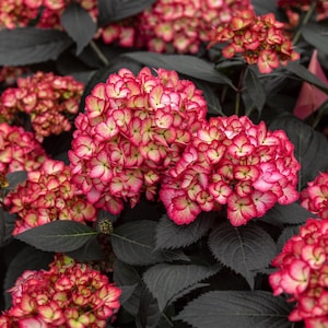 May include: A cluster of hydrangea flowers featuring rounded petals with vibrant pink edges that fade into creamy white and pale green centers, set against a backdrop of dark, matte charcoal-colored foliage with visible veins.