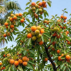 May include: A persimmon tree laden with numerous round, orange fruits hanging from thin branches among green leaves. The tree is filled with ripe persimmons in various stages of maturity, set against a clear, light blue sky background.