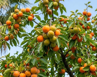 Imoto Fuyu Persimmon Live Tree 2-3 Ft, 5 Gallon Pot, Large Non-Astringent Sweet Crisp Fruit, Self-Pollinating Fruit Tree, SlotheeTime