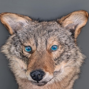 Könnte beinhalten: Nahaufnahme eines Kojotengesichts mit auffälligen blauen Augen. Das Fell ist braun und grau, mit einer dunkleren Nase und hellerem Fell um den Mund. Die Ohren sind aufrecht, der Hintergrund ist einfarbig grau.