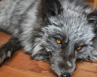 Custom Soft Mount Taxidermy Fox Commissions!!