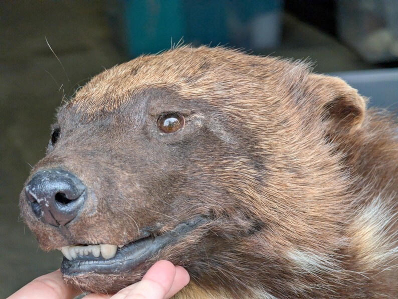 Wolverine Teeth Soft Mount Posable Wolverine - Open Mouth - Etsy