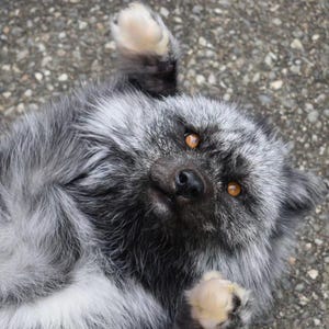 May include: A silver fox with black markings and amber eyes lies on its back, looking directly at the viewer. The fox's fur is a mix of gray and white, with darker fur around its face and ears. Its paws are visible, with light-colored pads.