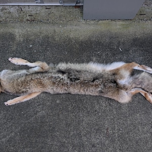 Coyote Fell - Präparation, keine großen Pfoten