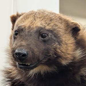 May include: Close-up of a wolverine's head, showcasing its dark brown fur and distinctive facial features. The wolverine has a black nose, small eyes, and visible teeth. The fur is a mix of light and dark browns.