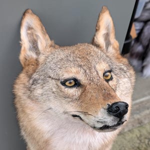 Coyote Floppy Cabochon