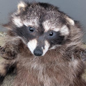 Puede incluir: Primer plano de un mapache acostado, mirando directamente al espectador. El mapache tiene una máscara facial en blanco y negro, ojos oscuros y un cuerpo esponjoso, marrón y gris. Sus patas son visibles y el fondo es gris neutro.