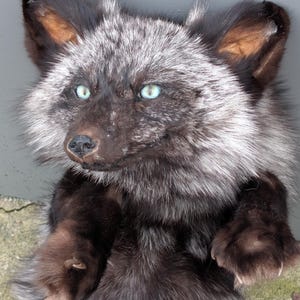 May include: A plush fox with silver and black fur, and striking blue eyes. The fox has large ears with brown inner ears and dark paws. The fox is a stuffed animal, likely for decorative purposes.