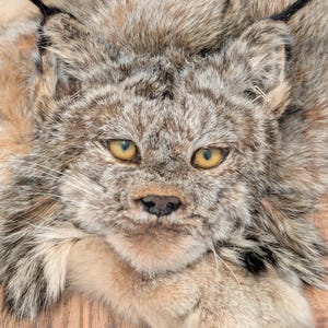 Puede incluir: Primer plano de una alfombra de piel de lince. La alfombra presenta la cara del lince con ojos amarillos, nariz negra y largos bigotes. El pelaje es una mezcla de tonos marrones, grises y beige. La alfombra está sobre una superficie de madera.