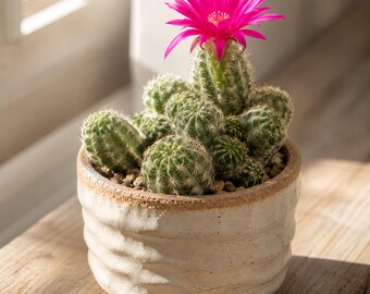 Echinopsis Rose Quartz Live Cactus — Rare Pink Bloom Hybrid — Desert Succulent Plant Gift Decor